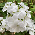 2 Geranium Plants Live, Vibrant Blooms, Hardy Perennial Geranium Flowers 4-8 Inches, Indoor Outdoor Planting (White)