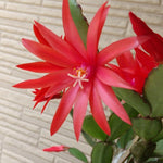 Easter Cactus Plants Live, Vibrant Color, Size 5-9" in Tall, No Pot, Spring Bloom Housplant Indoor Outdoor Succulent Cacti (Red)