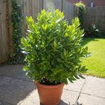 Bay Leaf Plant, Bay Leaf Tree Plant, Well Rooted, Bay Laurel Plant, Laurus Nobilis Live Plant, 3-5 Inc Tall, Fragrant Herb for Indoor Outdoor Planting