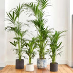 Palm Tree Plant, Live Tropical Palm Tree, Fully Rooted in 3 Gallon Pot, Ready for Outdoor Planting (Dark Green Palm)