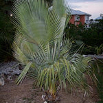 Palm Tree Plant, Live Tropical Palm Tree, Fully Rooted in 3 Gallon Pot, Ready for Outdoor Planting (Giant Palm)