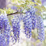 Blue Wisteria Tree Live Plant, Fragrant Flowering Vine in 2.5'' Pot, Blooming Wisteria Tree fot Container and Garden Growing