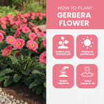 Gerbera Daisy Plants Live, Pink Daisy Plant, 5-7 Inches Tall, Colorful Perennial Plant, Bright Blooms for Indoor Outdoor Growing