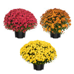 3 Hardy Chrysanthemum Plants Live, Mixed Mums Plants Live, 5 to 7 Inc Tall, Chrysanthemum Flowers Perennials Gardening Outdoor