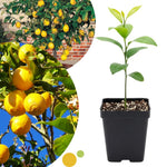 Meyer Lemon Tree Live, Dwarf Citrus Plant, Yellow Lemon Seedling, 2-4 Inches Tall Starter Plant, in 4" Pot for Indoor or Outdoor Growing