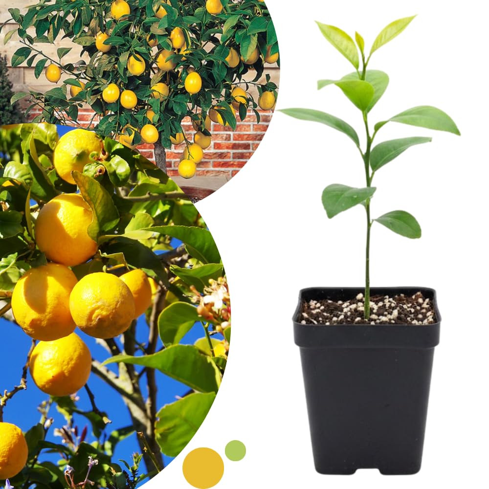 Meyer Lemon Tree Live, Dwarf Citrus Plant, Yellow Lemon Seedling, 2-4 Inches Tall Starter Plant, in 4" Pot for Indoor or Outdoor Growing