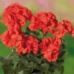 2 Orange Geranium Plants Live, Vibrant Blooms, Hardy Perennial Geranium Flowers 4-8 Inches, Indoor Outdoor Planting