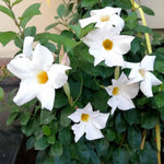 2 White Mandevilla Plants Live, Mandevilla Flower Plant, Mandevilla Live Plants, 5 Inc to 6 Inc Tall, Mandevilla Well Rooted for Garden