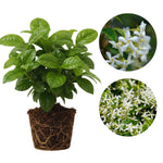 2 Jasmine Plants Live, Fragrant White Jasmine Live Plants, Fast Growing Flower Plants for Outdoor Garden, 5-7'' (Star Jasmine)