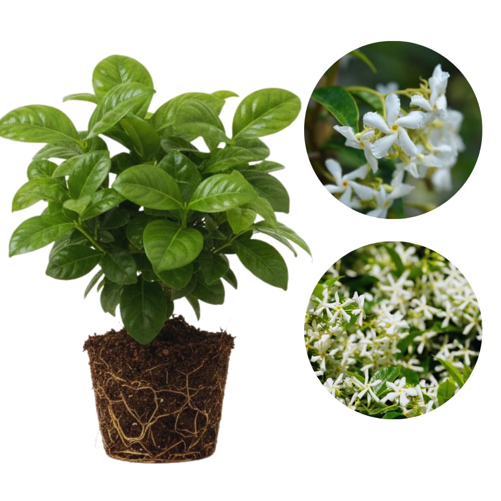 2 Jasmine Plants Live, Fragrant White Jasmine Live Plants, Fast Growing Flower Plants for Outdoor Garden, 5-7'' (Star Jasmine)