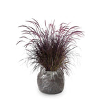 2 Purple Fountain Grass Plants Live for Spring Planting, Size 5-9" in Tall, Oranamental Grass for Outdoor Indoor