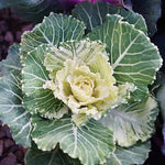 White Cabbage Plant Live, Ornamental Cabbage Live Plant, 4 Inc Pot, Vegetable Garden
