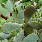 Green Prickly Pear Cactus Plant Live, 4 Inch Potted, Prickly Pear Cactus Plant, Hardy Succulent Cactus for Indoor or Outdoor Decoration