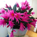 Easter Cactus Plants Live, Vibrant Color, Size 5-9" in Tall, No Pot, Spring Bloom Housplant Indoor Outdoor Succulent Cacti (Pink)