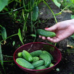 2 Green Cucumber Plants Live, 5 to 9'' Tall, Cucumber Vegetable Garden Plants Fast Growing Outdoor