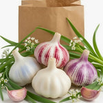 1 Pound Hard Neck Garlic for Planting in Fall, Assorted Mixed Garlic Bulb for Planting, Fresh and High Yield, Cold Hardy, Planting Softneck Hardneck