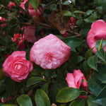 Pink Camellia Plant Live, Camellia Japonica Tree, 5 to 10 Inc Tall, Flower Bush Plant Pot, 4 Inc