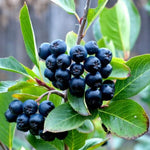 Black Chokeberry Tree Live Plant 8 to 14 Inch Tall, Chokeberry Plant Live in Quart Pot to Grow