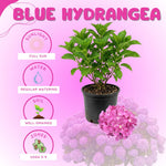 Blue Hydrangea Bush Live Plant, Hardy Flower Shrub, 1-1.5 Ft Tall