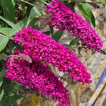 Raspberry Buddleia Butterfly Bush Plant Live, 5-9" in Tall, No Pot, Perennial Bushes Ready to Plant in Spring Outdoor Gardening, Dormant in Winter