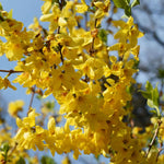 1 Yellow Forsythia Bush Live Plant 6 to 14 Inch Tall, Lynwood Gold Forsythia Plant Live for Planting in Pot