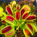 Pack 6 Green Venus Flytraps Plants Live, Starter Plants Fly Trap Dionaea Muscipula for Growing