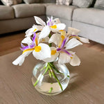 Pack of 2 African Iris Plants Live, Live African Iris Plant, White Bloom, 3-5 Inc Tall, Perennial Flowers for Indoor Outdoor Planting