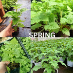 Cold Hardy Raspberry Plants Live for Planting, 6-8 Months Old Raspberry Bushes Live Plant, 5-9" Ready to Plant, Dormant in Winter, Fall Gold Variety