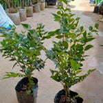 12" Black Jaboticaba Tree Plant Live, Jabuticaba Black Grape Fruit Plant, 1 Feet Tropical Plants Garden