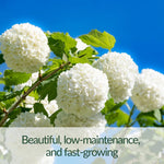 Old Snowball Viburnum Bushes Live Plant, Hardy White Viburnum Blooming Shrub 4 Inch Pot for Planting Outdoor