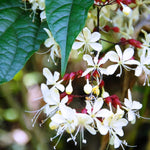 Clerodendrum Wallichii Plant Live, 5-9 Inch Tall White Flowering Clerodendrum Smithianum, Rare Plant for Indoor or Outdoor Growing