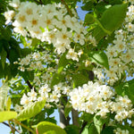 Red Chokecherry Tree Live Plant 8 to 14 Inch Tall, Chokecherry Plant Live in 2.5 Inch Pot to Grow
