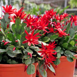 Easter Cactus Live Plant, 4-9” Tall, Rooted Holiday Cactus Succulent Plant for Indoor or Outdoor Growing, Easy Care Flowering Houseplant (Red Easter Cactus)