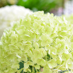 Set 2 Hydrangea Live Plants, Lime Green Hydrangea Bushes Shrubs Trees Live Plants in 4” Pot, Live Hydrangea Well Rooted for Planting