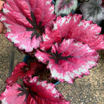 Set of 2 Begonia Angel Wing Maculata Live Plants, 5-9 Inch Tall, Red Polka Dot Begonia for Home and Garden Decor