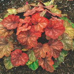 2-Pack Live Heuchera Coral Bells Plants, Brown, Orange, Pink, Red Leaves, Vibrant Indoor Outdoor Planting