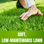 Zoysia Empire Grass Seeds, 10000 Seed Count, Zoysia Seeds for Low-Maintenance Lawn and Backyard Landscaping