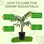 Palm Tree Live Plant Indoor Outdoor, Rare Succulent Palm Houseplant for Indoor or Outdoor Growing, 1 Gallon Pot, Dwarf