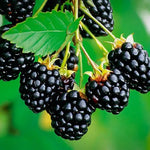 Arapaho BlackBerry Plants Live Starter Size, BlackBerry Bushes Cold Hardy for Planting Outdoor, Fast-Growing