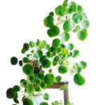 Money Plant, Pilea Peperomioides Plant Live, 5 to 7 Inches Tall, Money Live Plant for Garden