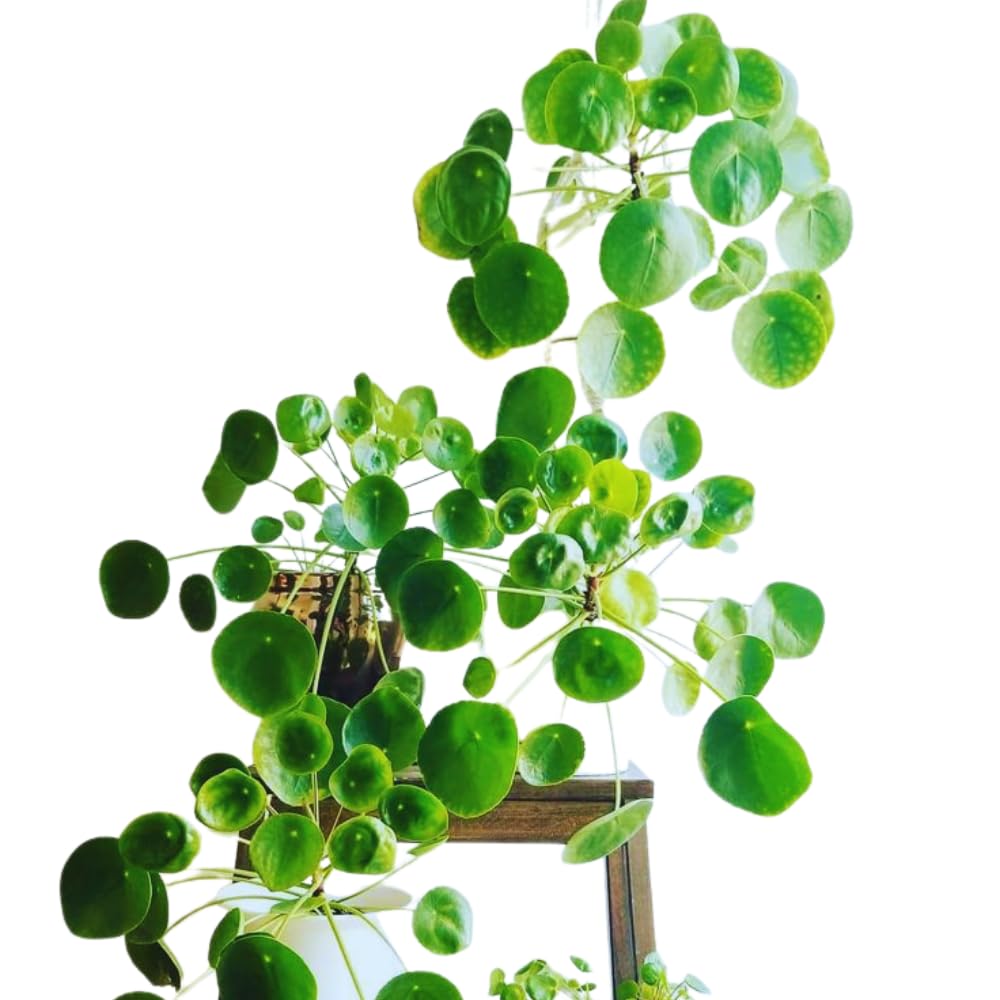 Money Plant, Pilea Peperomioides Plant Live, 5 to 7 Inches Tall, Money Live Plant for Garden