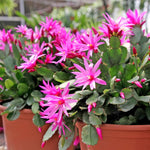 Easter Cactus Live Plant, 4-9” Tall, Rooted Holiday Cactus Succulent Plant for Indoor or Outdoor Growing, Easy Care Flowering Houseplant (Pink Easter Cactus)