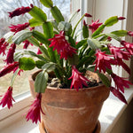 Red Easter Cactus Plant Live 4-6 Inches, Vibrant Spring Bloomer for Indoor Decor, Patio Pots, Ready to Grow