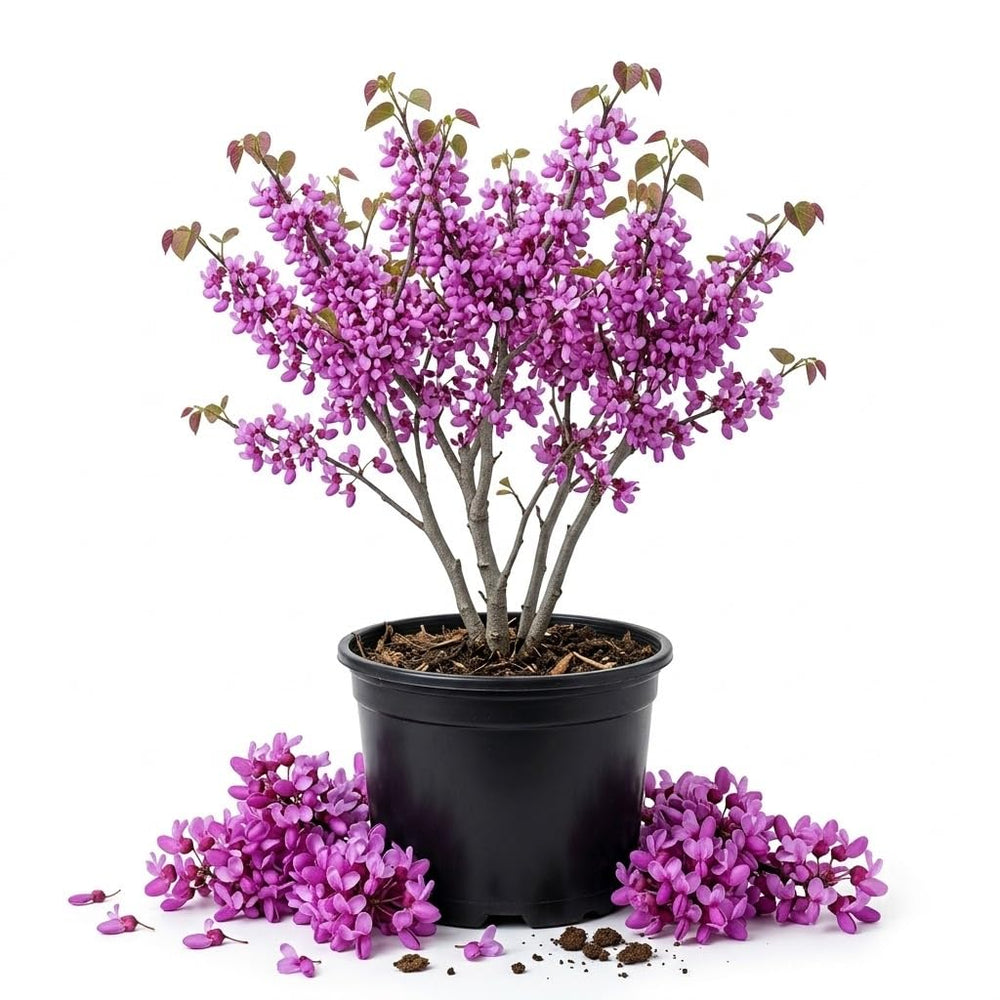 1 Pot Redbud Tree Plant Live, Hardy Flowering Landscape, 6-12 Inch Tall