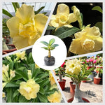 Pack 2 Double Yellow Desert Rose Plants Live, Hardy Adenium Obesum Succulent, Vibrant Blooms for Indoor and Outdoor 4-7 Inch
