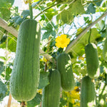 Luffa Plant Live, Live 2 Loofah Sponge Starter Plant from 4 to 6 Inches Tall, Climbing Vegetable for Outdoor Planting