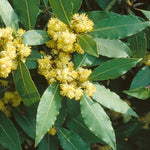 Laurus Nobilis Bay Leaf Trees Live Plants, 5-9 Inc Bay Laurel Sweet Bay Live Plant for Planting, Fragrant Bayleaf Tree, No Pot, Well-Rooted Plant Live