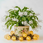 4 Christmas Cactus Plants Live, 5-9 Inch Tall (White)