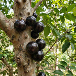 Jaboticaba Plant Live 1 Ft Tall, Black Jabuticaba Fruit Tree for Garden, Patio Containers and Indoor Growing