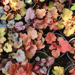 2-Pack Live Heuchera Coral Bells Plants, Mix Colorful Leaves, Vibrant Indoor Outdoor Planting